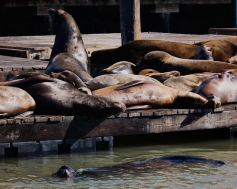 San Francisco City Tour and Bay RIB Ride