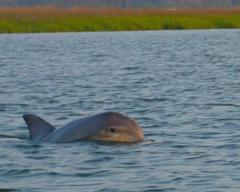 Disappearing Island Dolphin Spotting Tour