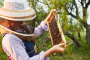 Austin Bee Hive Tour and Tasting