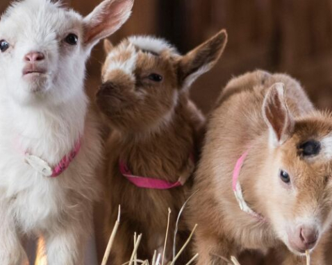 Baby Goat Snuggle Session