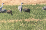 Wildlife Tour of The Bosque Del Apache Refuge