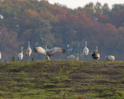 Wildlife Tour of The Bosque Del Apache Refuge