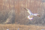 Wildlife Tour of The Bosque Del Apache Refuge