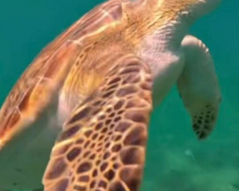 Blue Heron Bridge Snorkeling Experience