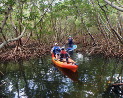 Key West Mangrove Maze Tour