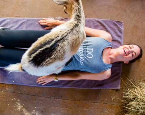 Upstate NY Goat Yoga