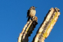 Botanical Gardens Photography Tour of Phoenix