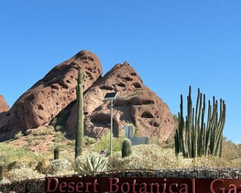 Botanical Gardens Photography Tour of Phoenix