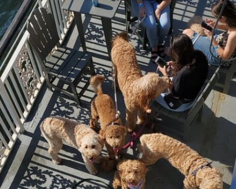 Boston Dog Day of Summer Harbor Cruise