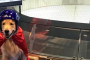 Rosemont Indoor Skydiving Experience