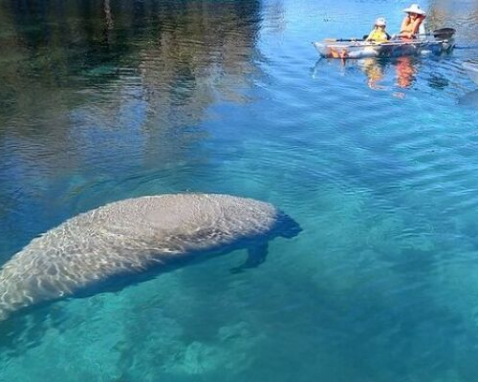 Manatee And Monkey Paddle