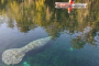 Silver Springs Manatee And Monkeys Kayak Or SUP