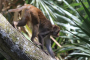 Silver Springs Manatee And Monkeys Kayak Or SUP