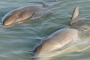 Titusville Dolphin And Manatee Kayak Or SUP Tour