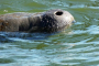 Titusville Dolphin And Manatee Kayak Or SUP Tour