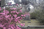 Bonaventure Cemetery Tour