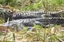 Myrtle Beach Segway Wildlife and Nature Tour