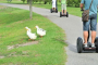 Myrtle Beach Segway Wildlife and Nature Tour