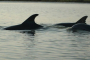 Beaufort Dolphin and History Boat Tour