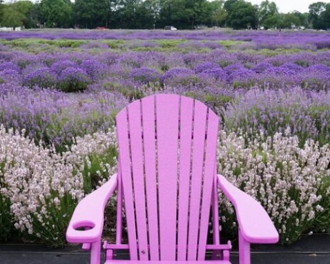 New York Lavender Farm and Shopping Experience