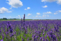 New York Lavender Farm and Shopping Experience