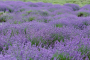 New York Lavender Farm and Shopping Experience