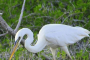 Everglades City Mangrove Wilderness Boat Tour