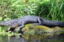 Everglades City Mangrove Wilderness Boat Tour