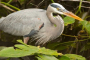 Everglades City Mangrove Wilderness Boat Tour