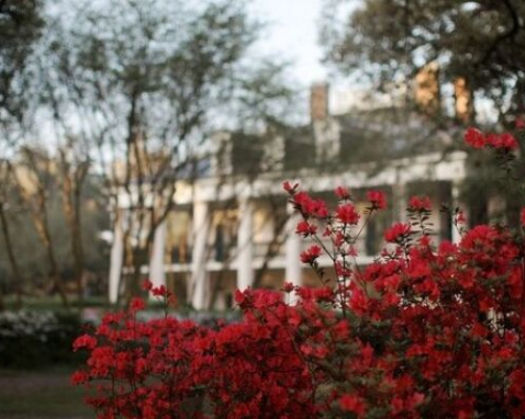 New Orleans Guided Oak Alley Plantation Tour