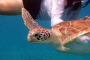 Florida Keys Marine Ecosystem Adventure Tour