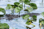 Everglades Airboat Ride and Wildlife Adventure