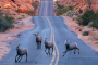 Las Vegas Valley of Fire Slingshot Tour