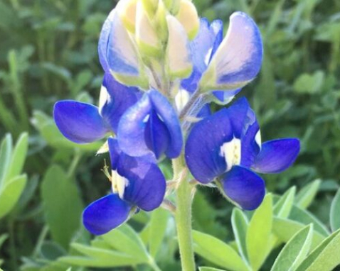 Austin Greenbelt Safari Hiking Experience