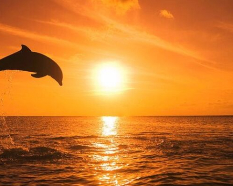 Anna Maria Island Dolphin Watching Tour