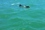 Anna Maria Island Dolphin Watching Cruise