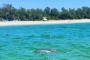 Anna Maria Island Dolphin Watching Cruise