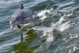 Vilano Beach Dolphin Watching Scenic Cruise