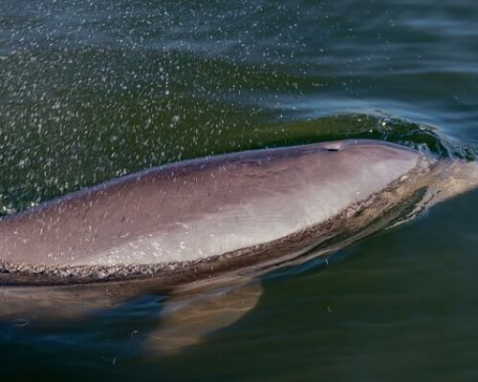 Canaveral National Seashore Sunrise Kayak Tour