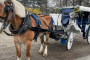 Central Park Horse Carriage Guided Adventure