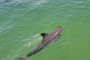 Fort Myers Beach Private Dolphin Watching Charter