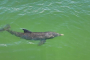 Fort Myers Beach Dolphin Watching Catamaran