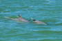 Fort Myers Beach Dolphin Watching Catamaran