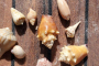 Fort Myers Beach Shark Teeth and Shelling Tour