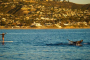 Laguna Beach Standup Paddleboard Tour