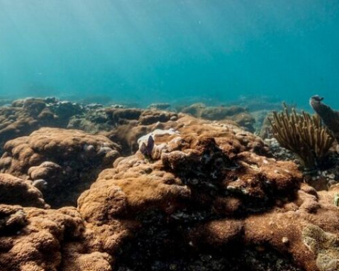 Fort Lauderdale Guided Snorkeling Adventure Tour