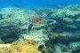 Fort Lauderdale Guided Snorkeling Adventure Tour