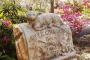 Savannah Bonaventure Cemetery Storytelling Tour