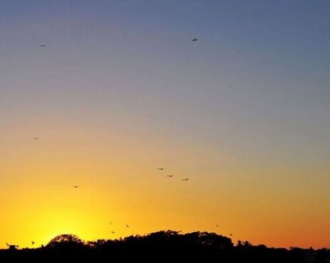 Estero Bay Sunset Dolphin Watching Cruise