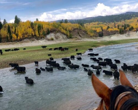 Wyoming Cowboy Cattle Herding Adventure